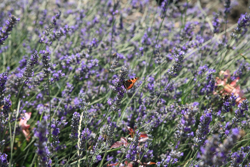 Schmetterling